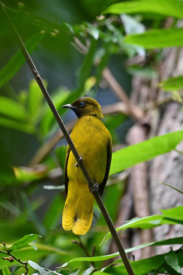 Andaman-Bulbul