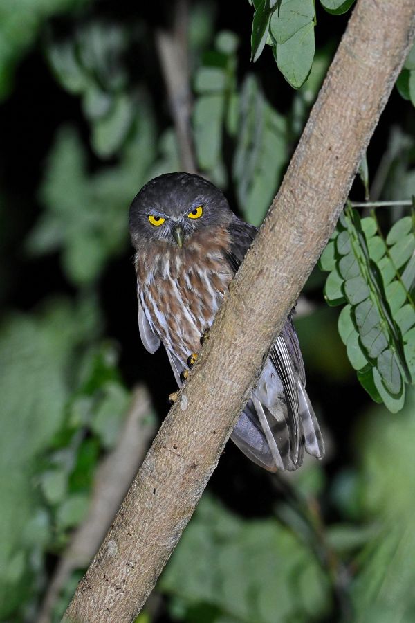 Andaman-Hawk-Owl