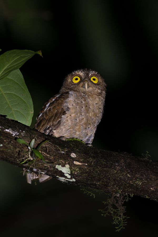 Andaman-Scops-Owl