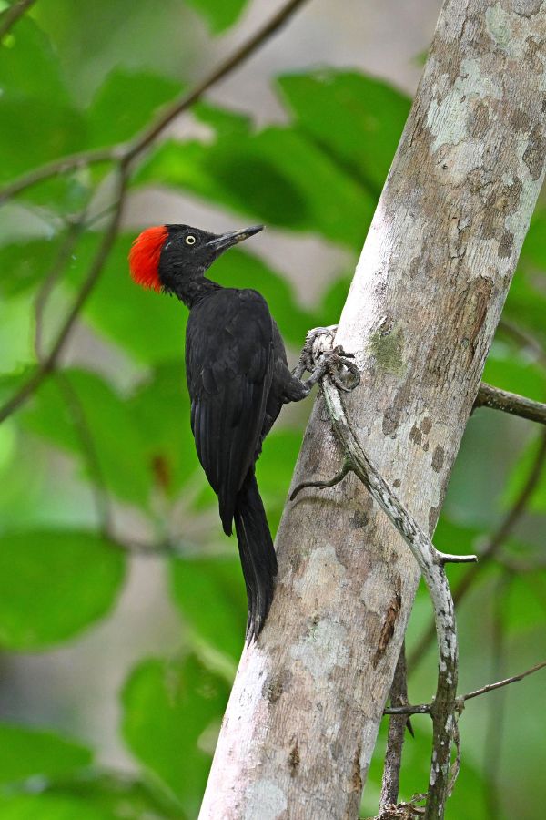 Andaman-Woodpecker