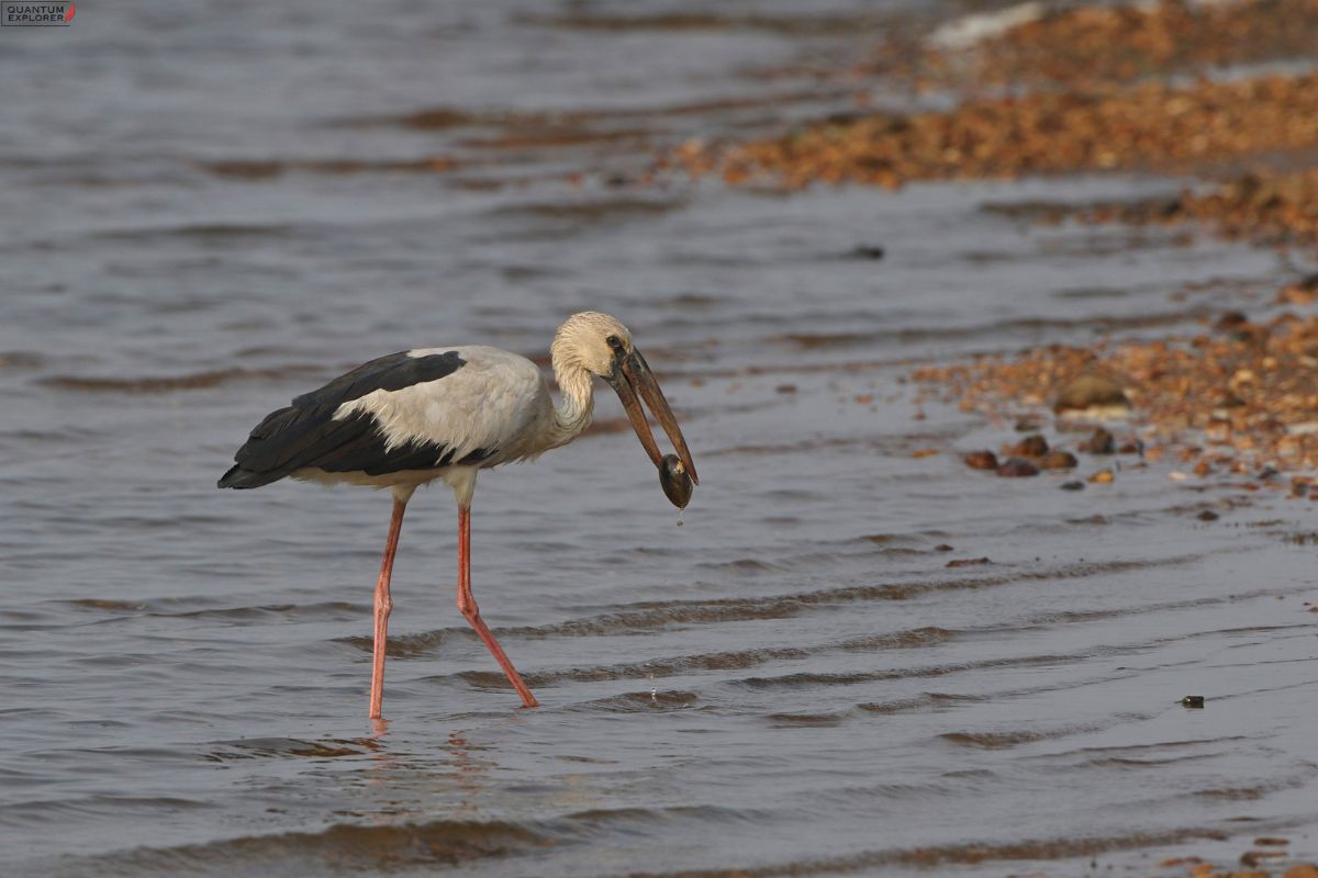 Asian-Openbill