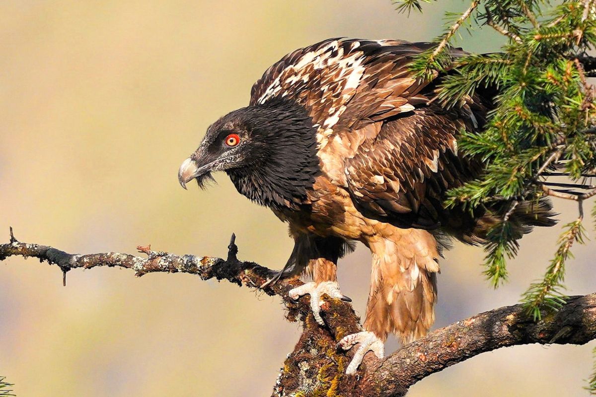 Bearded-Vulture