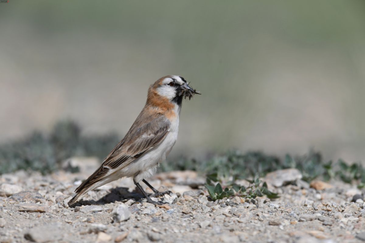 Blanford-Snowfinch
