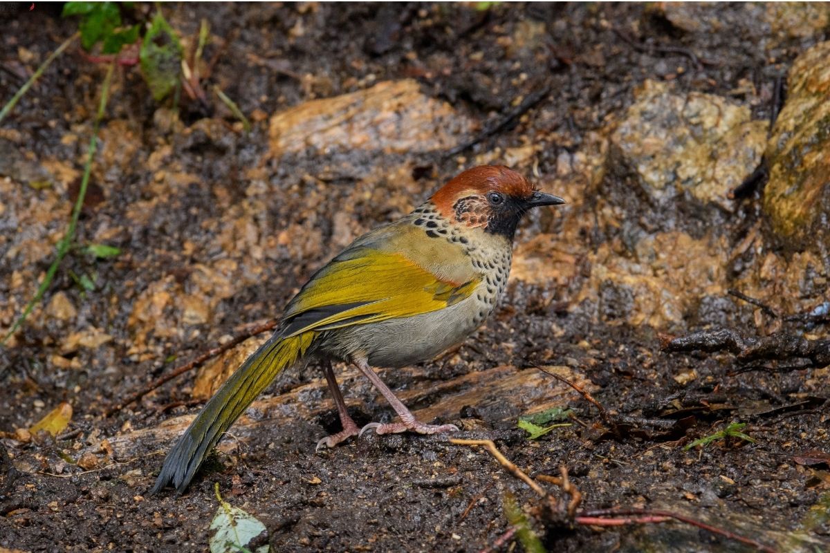 Chestnut-Crowned-Laughing-Thrush