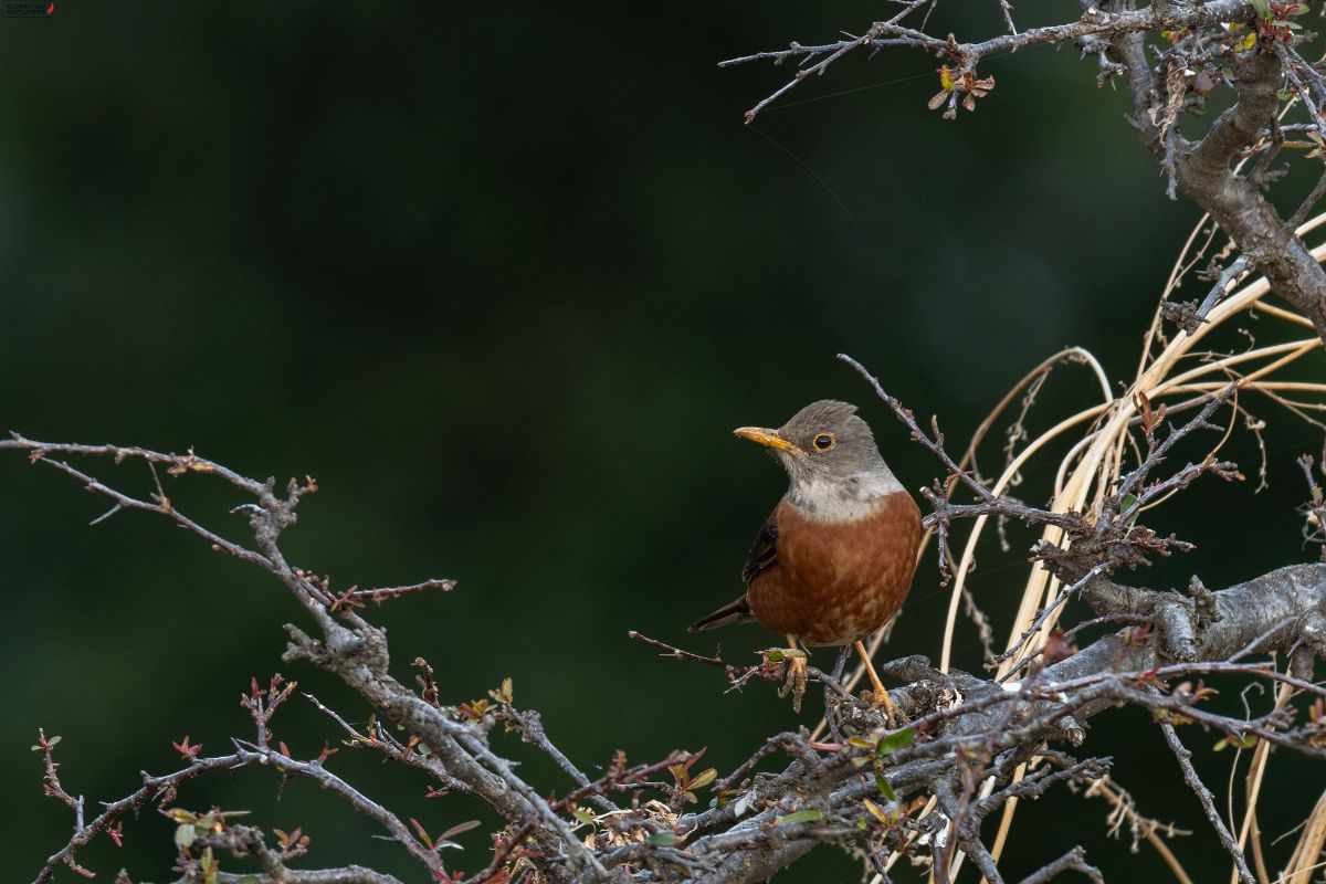 Chestnut-Thrush