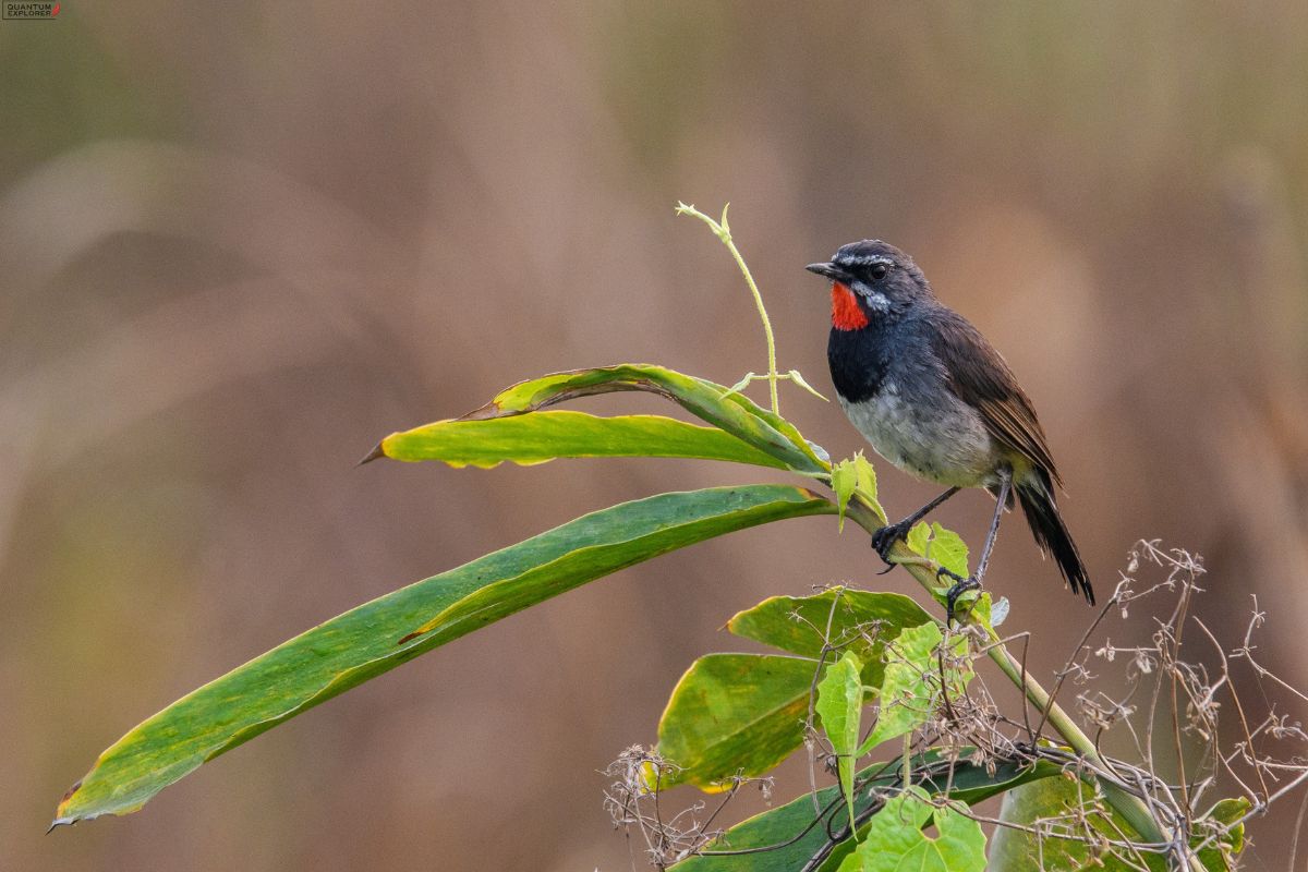 Chinese-Rubythroat