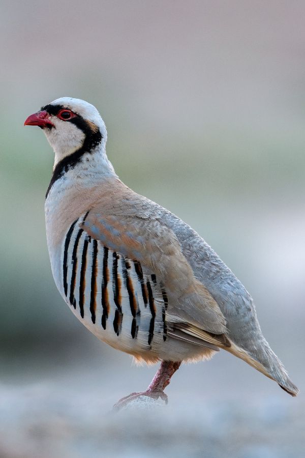 Chukar-Partridge