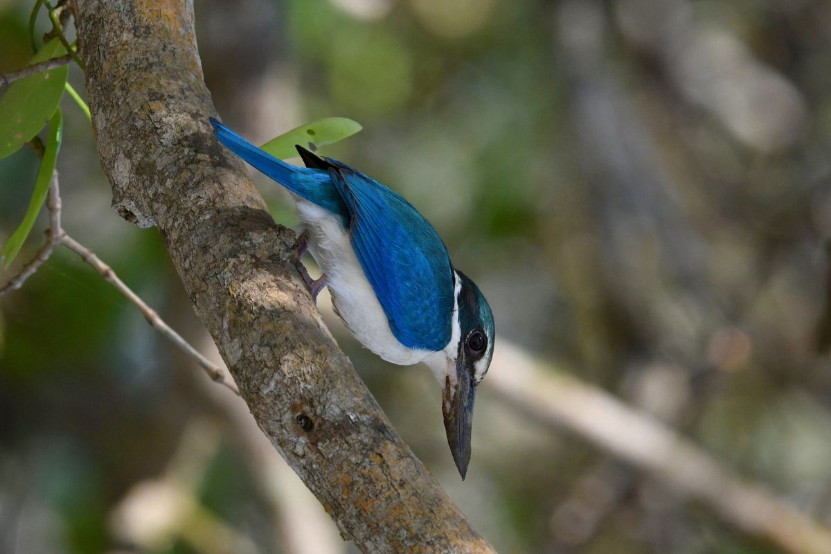Collared-Kingfisher