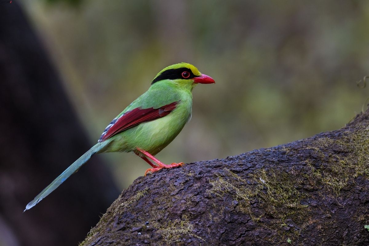 Common-Green-Magpie