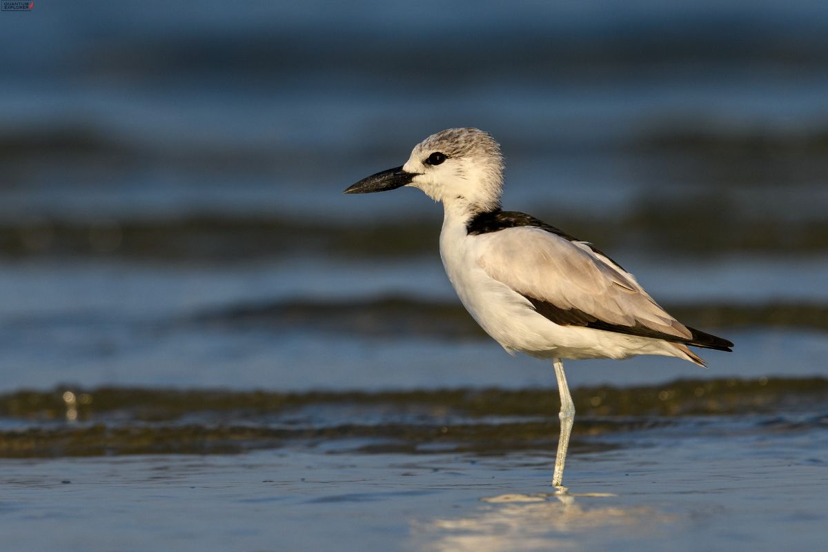 Crab-Plover