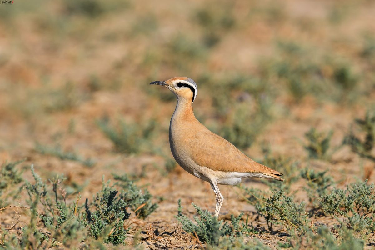 Cream-Colored-Courser