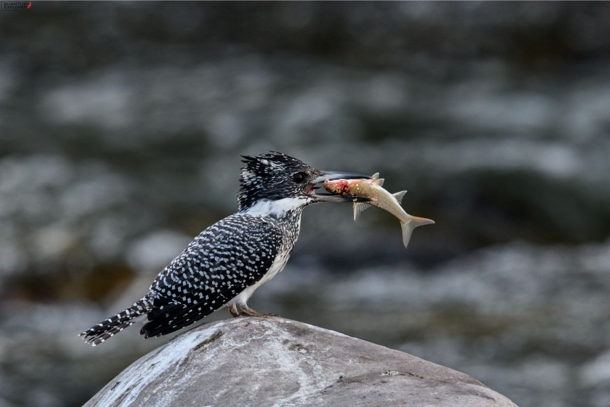 Crested-Kingfisher