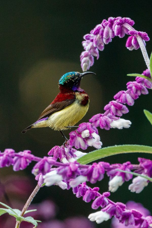 Crimson-Backed-Sunbird