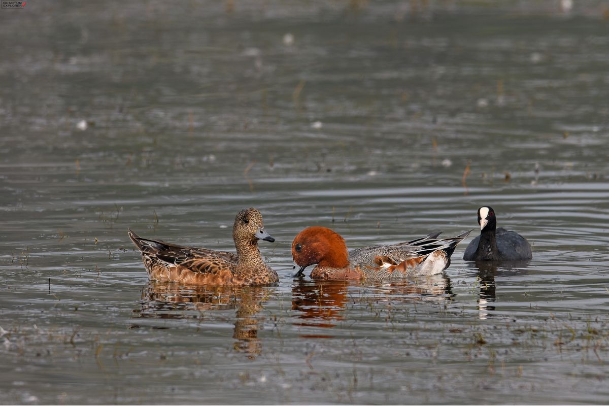 Eurasian-Wigeon
