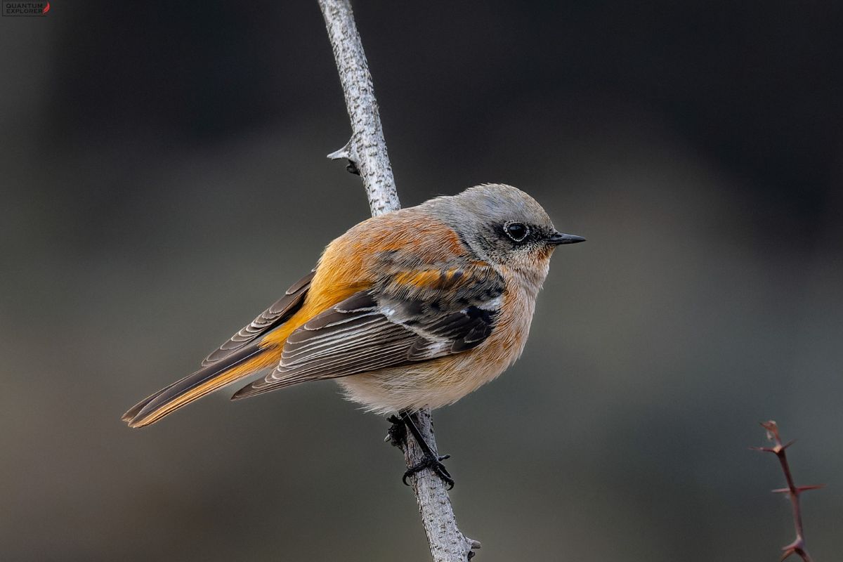 Eversmann's-Redstart