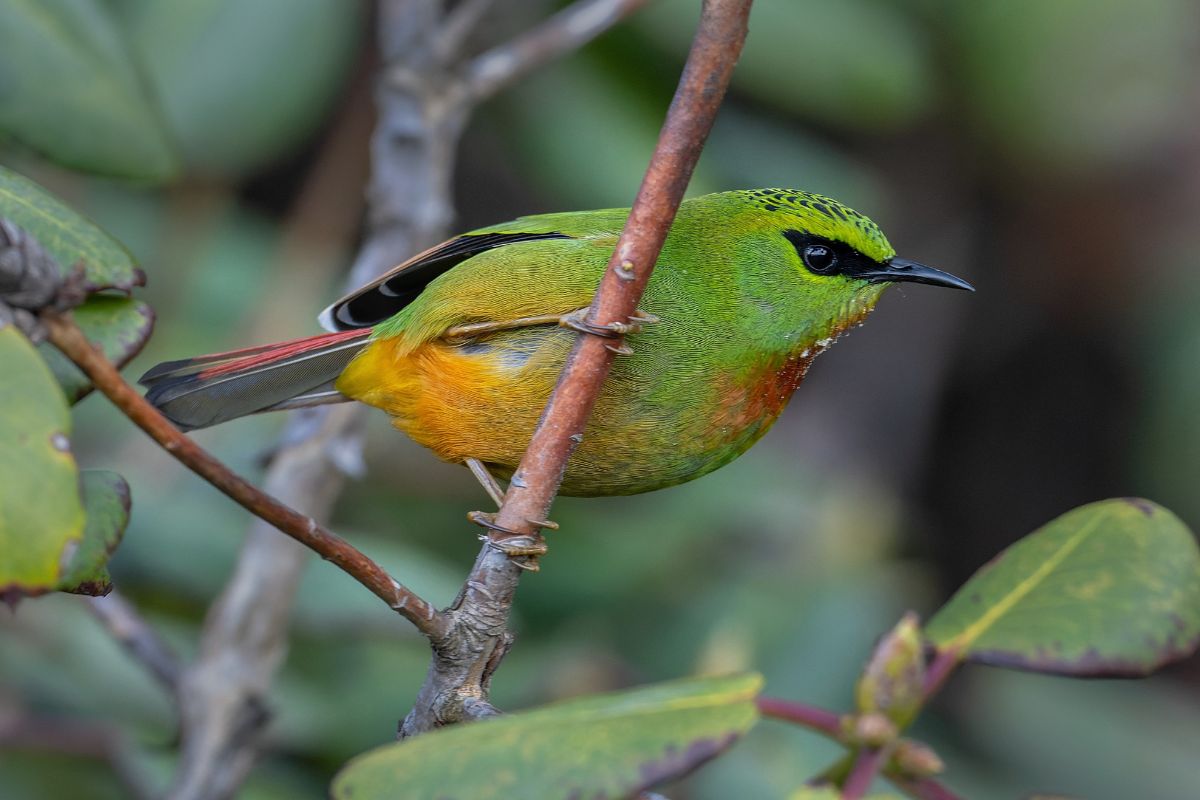 Fire-tailed-Myzornis-(M)