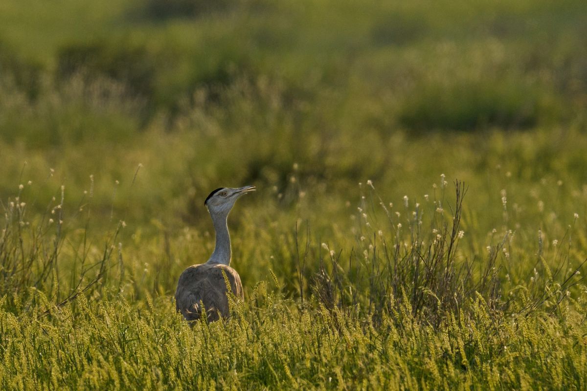 Great-Indian-Bustard