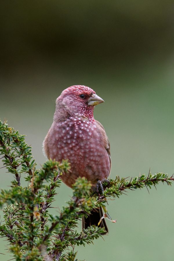 Great-Rosefinch
