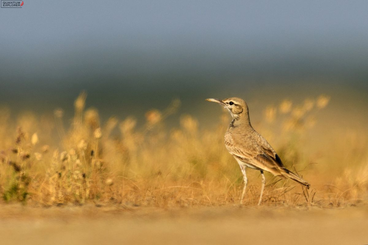 Greater-Hoopoe-lark