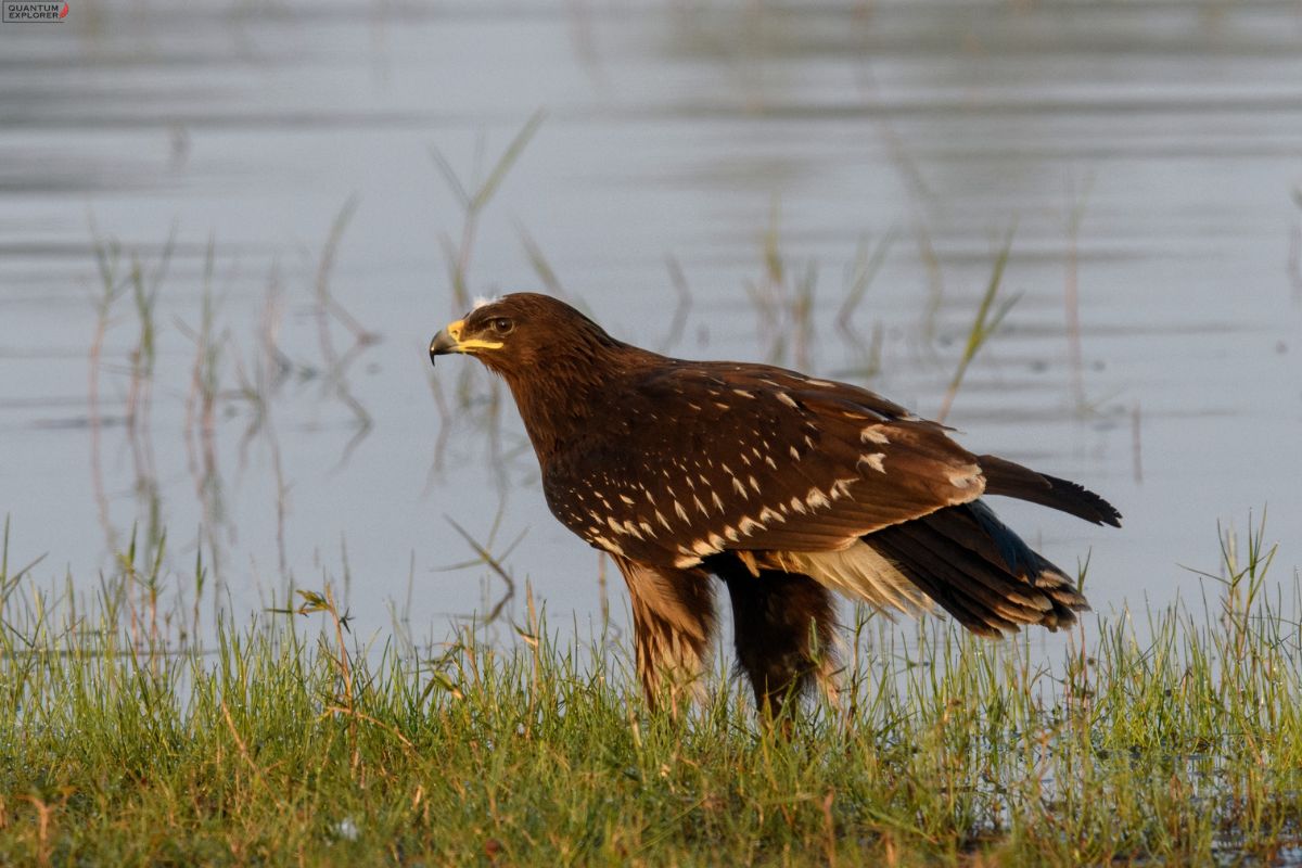 Greater-Spotted-Eagle