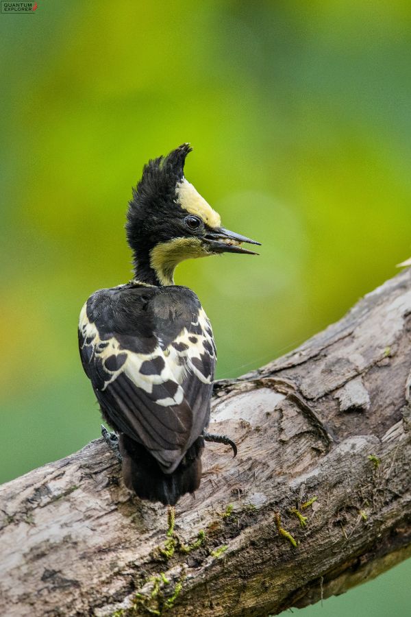 Heart-Spotted-Woodpecker