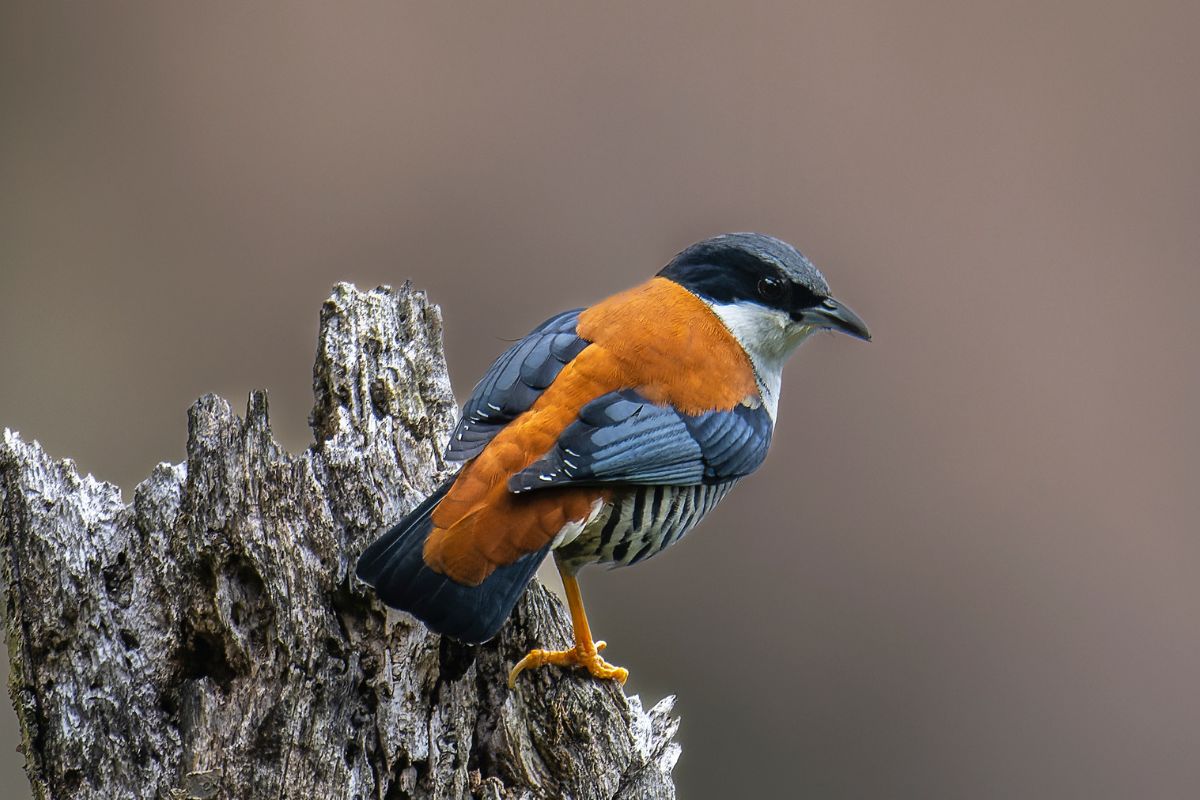 Himalayan-Cutia-(M)