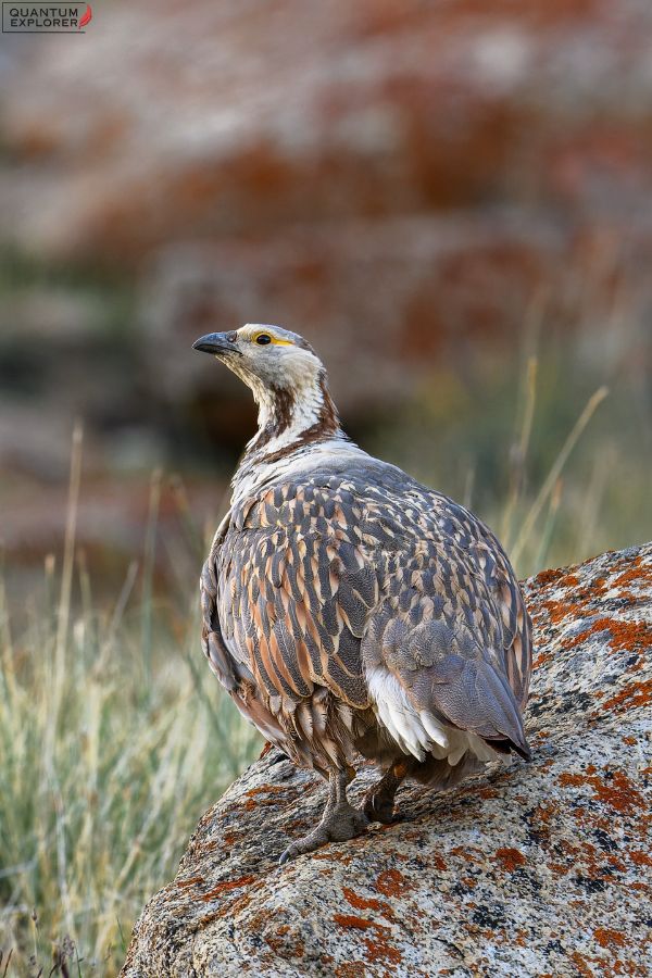 Himalayan-Snowcock