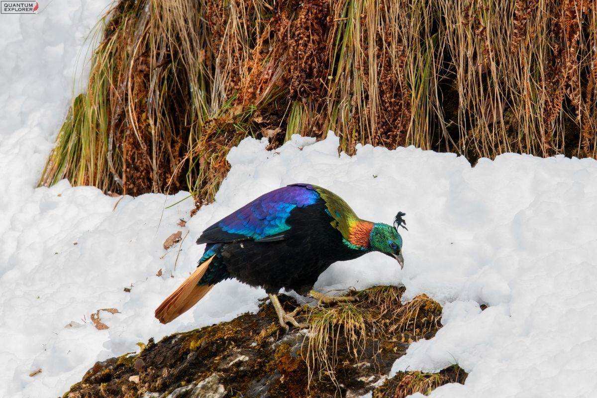 Himalayan-monal