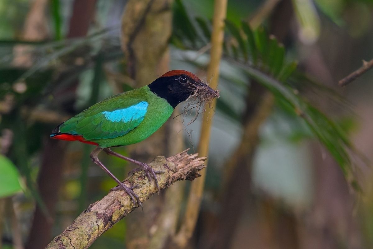 Hooded-Pitta