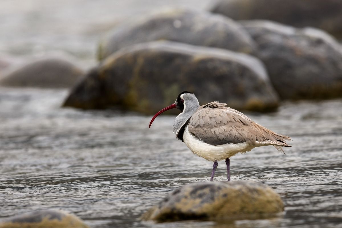 Ibis-Bill