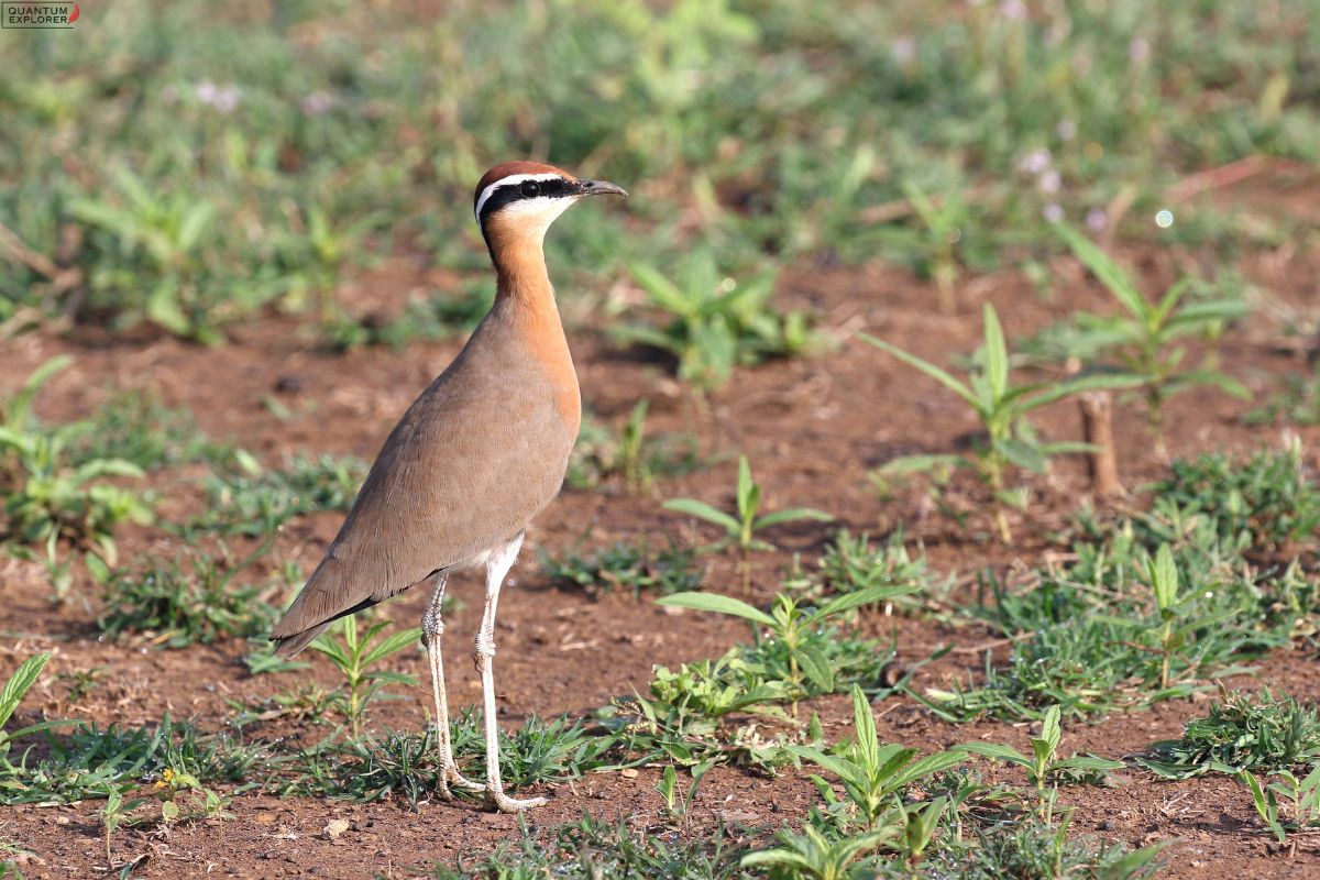 Indian-Courser