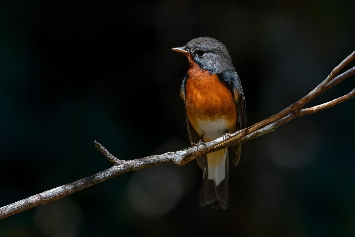 Kashmir-Flycatcher