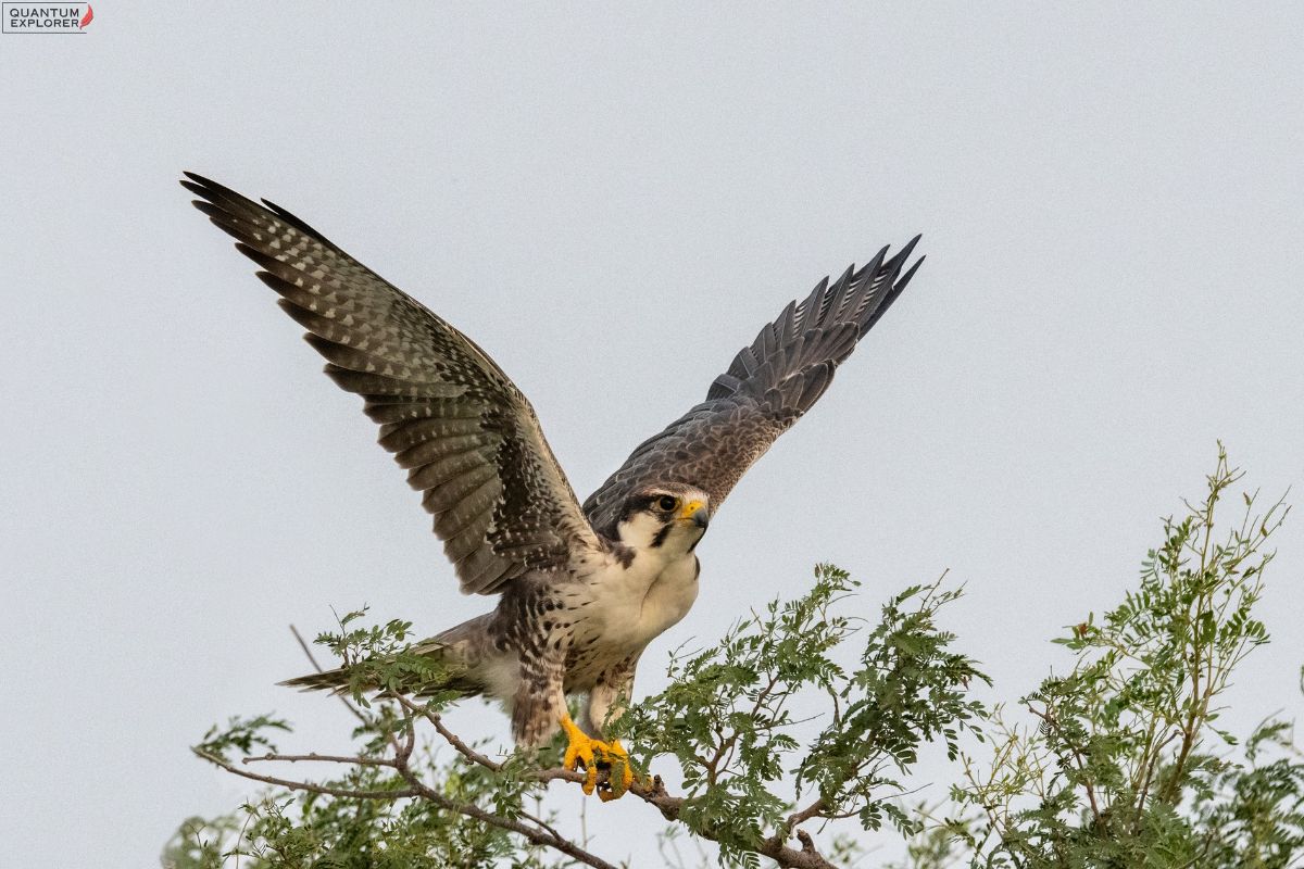 Laggar-falcon