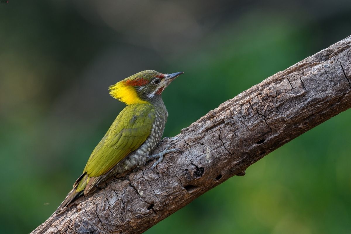 Lesser-Yellownape