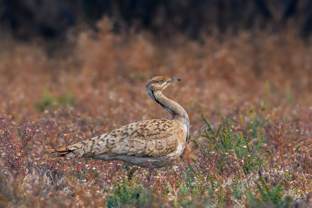 Macqueen’s-Bustard