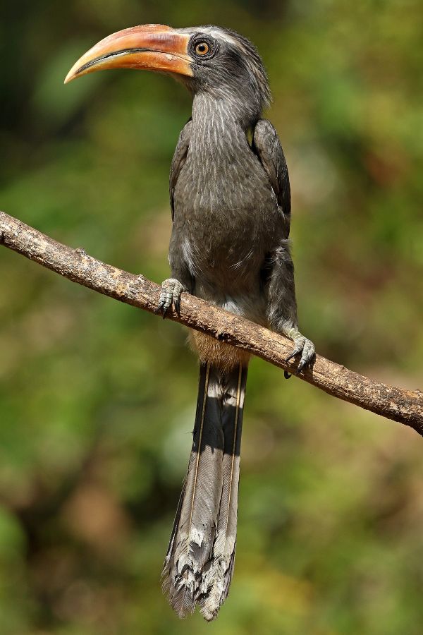 Malabar-Gray-Hornbill