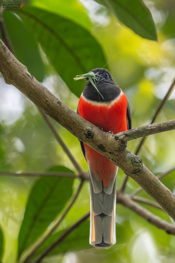 Malabar-Trogan-Male