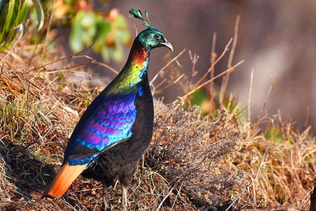 Monal