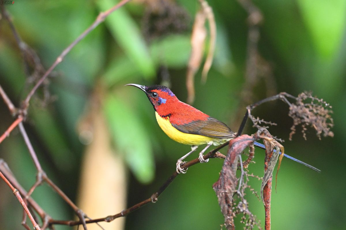 Mrs-Gould’s-Sunbird