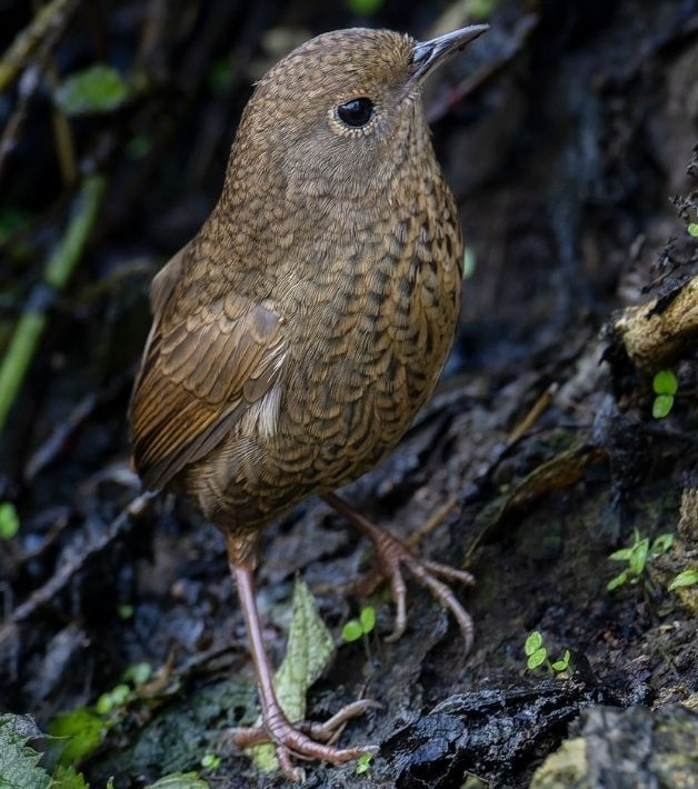 Nepal-Wren-Babbler