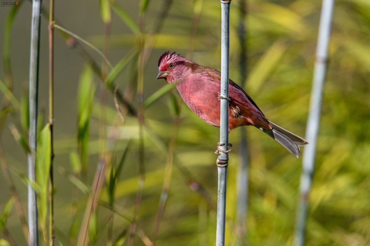 Pink-browed-rosefinch