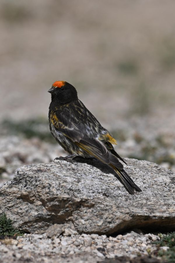 Red-Fronted-Serin