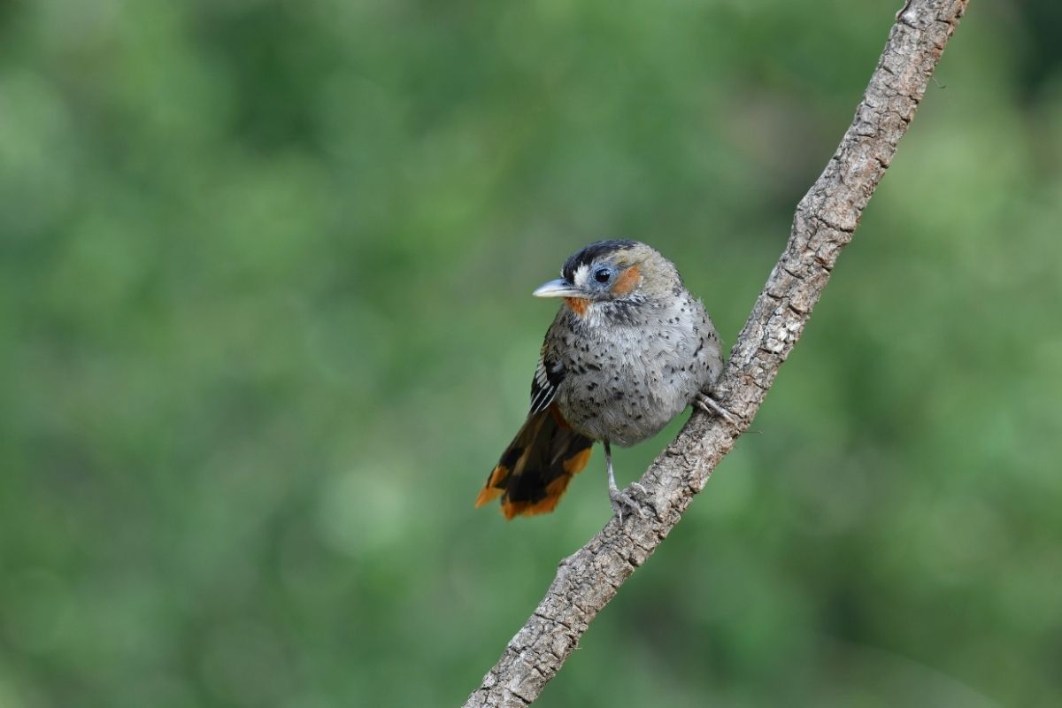 Rufous-Chinned-LaughingThrush
