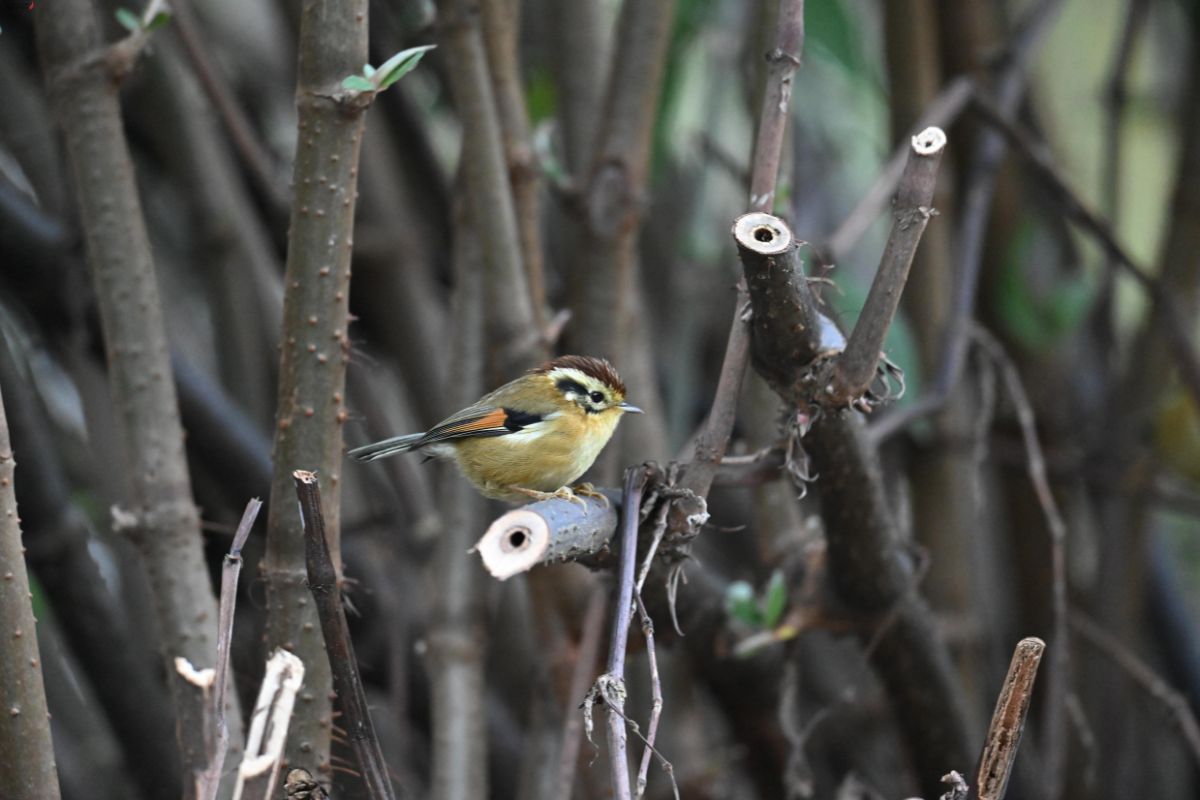 Rufous-Winged-Fulvetta