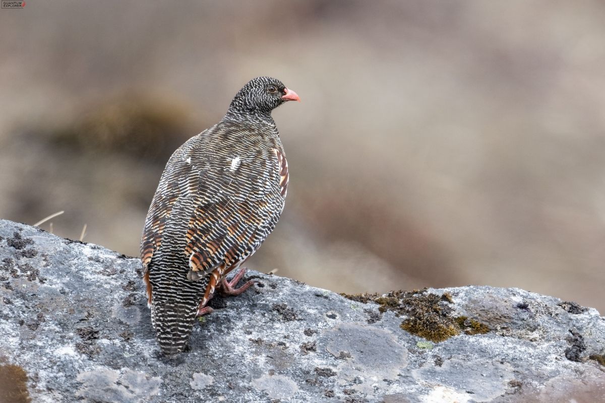Snow-partridge