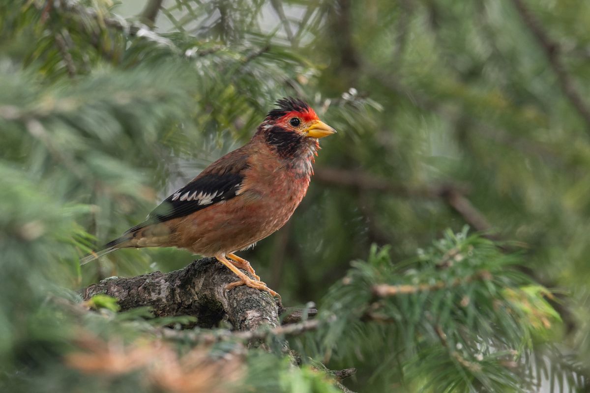 Spectacled-Finch