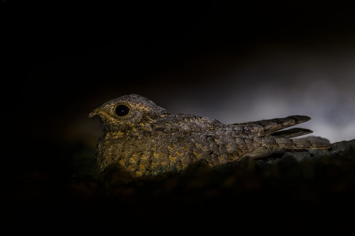 Syke’s-Nightjar