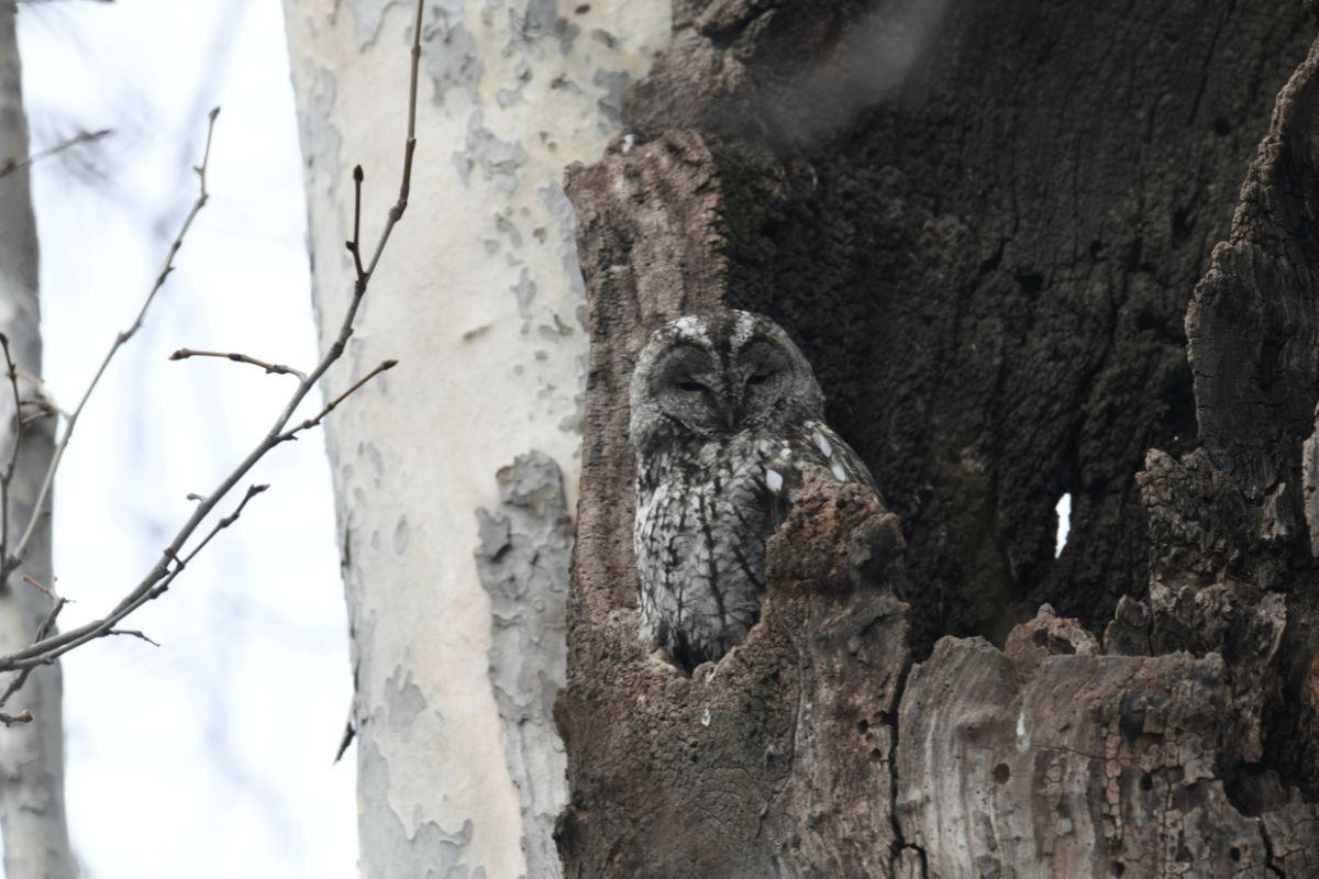 Tawny-Owl