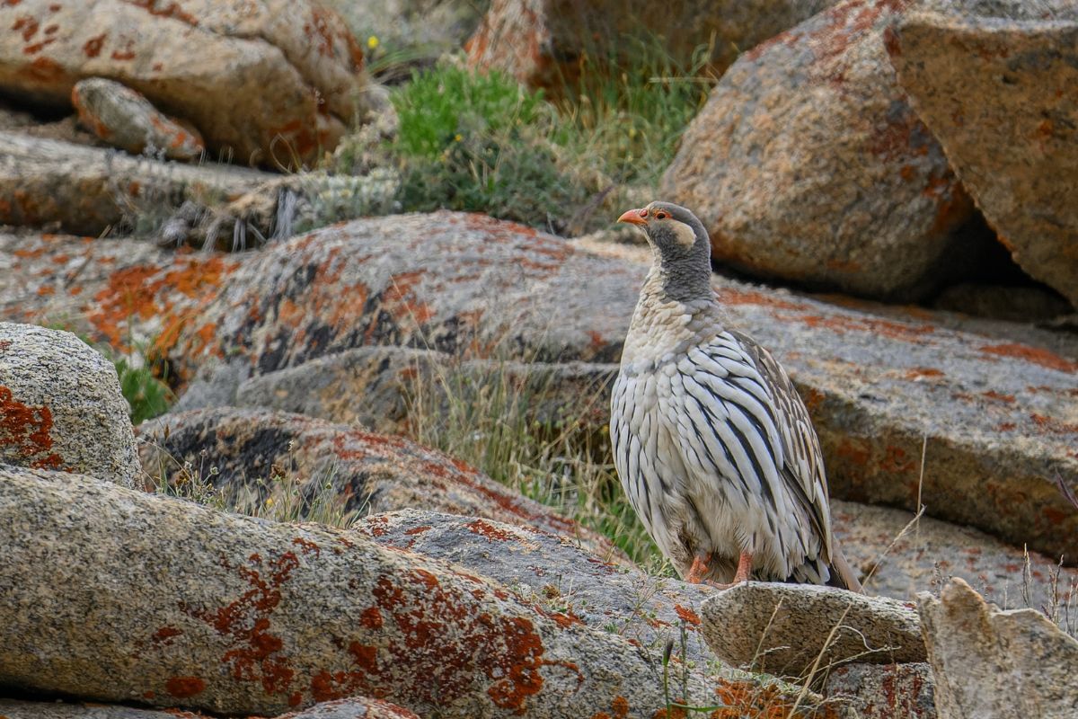 Tibetan-Snowcock