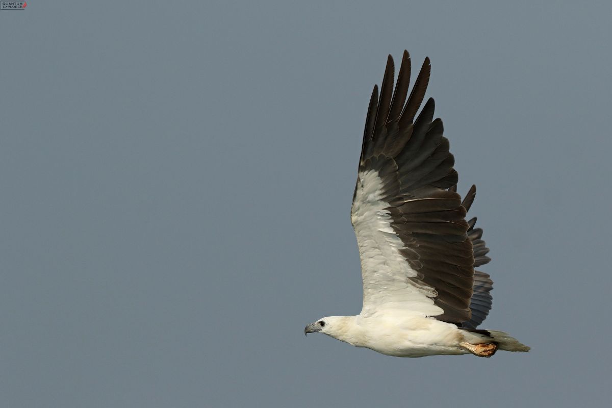 White-Bellied-Sea-Eagle